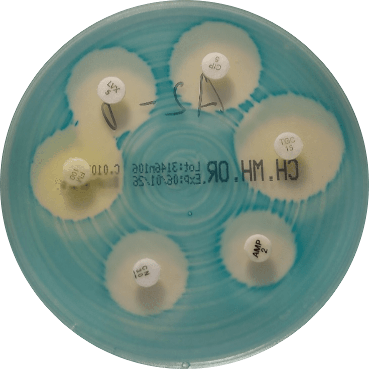 E. faecalis on VetBac agar