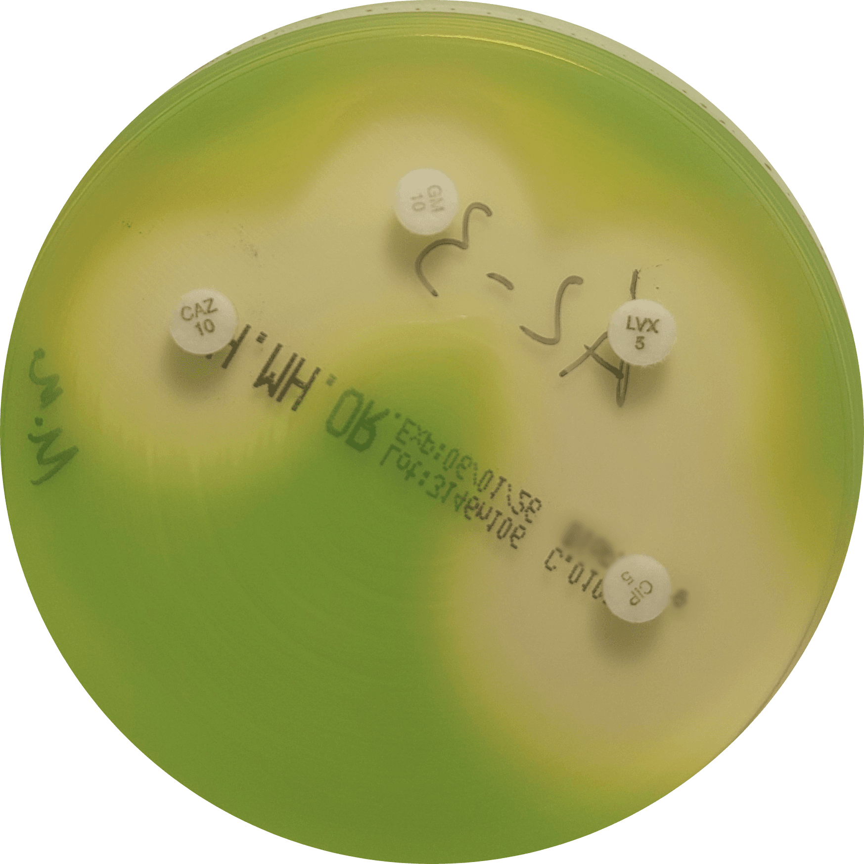 P. aeruginosa on VetBac agar
