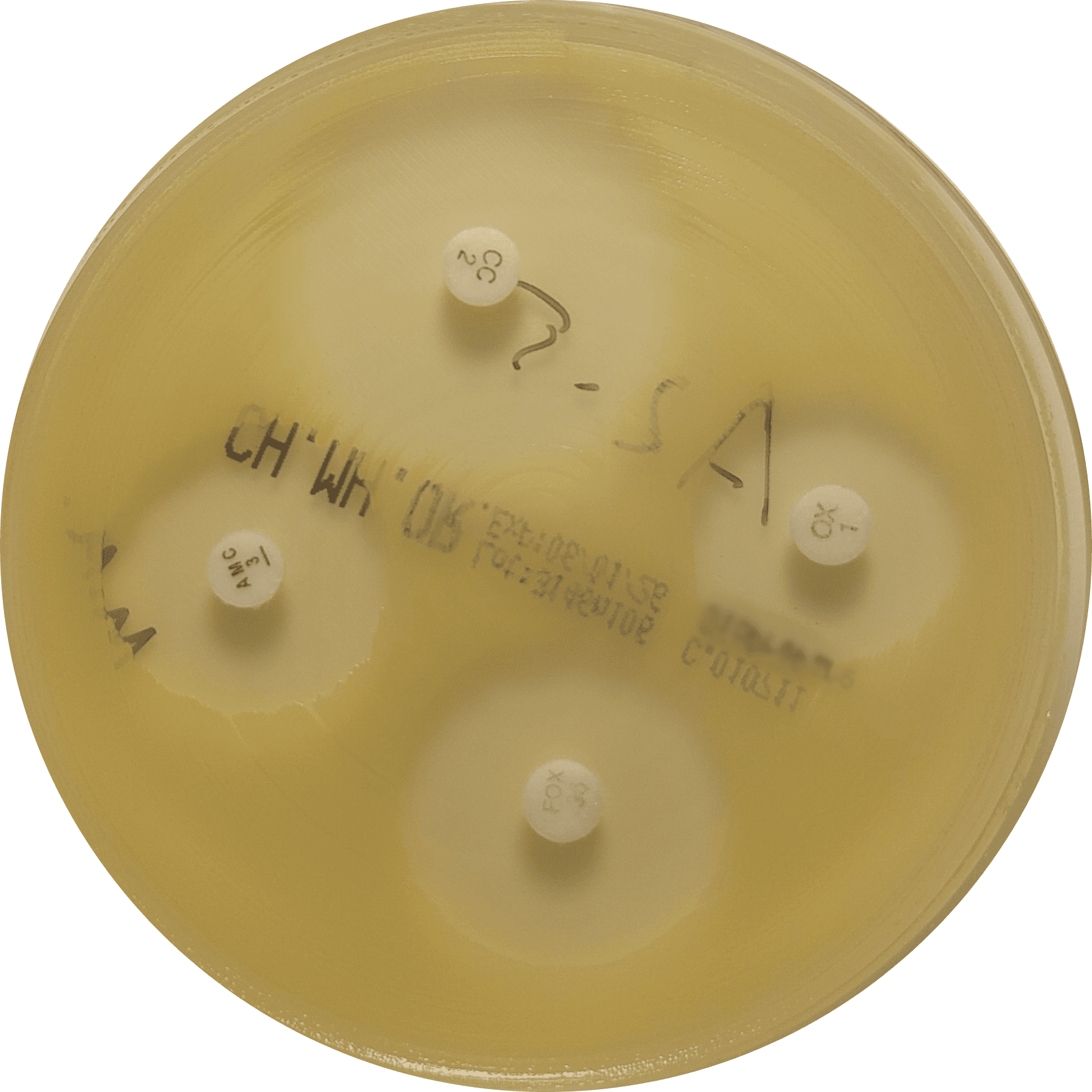S. aureus on VetBac agar