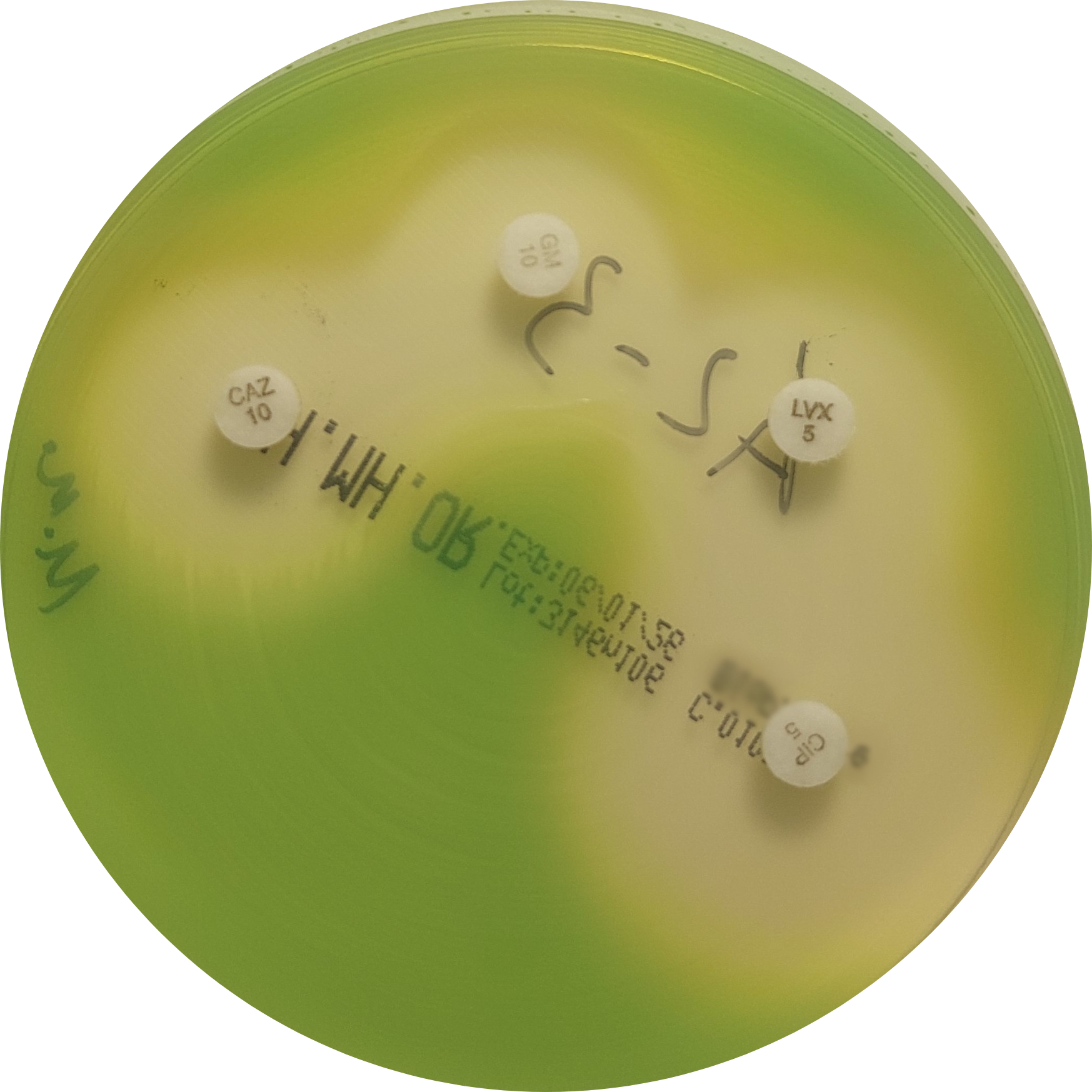 P. aeruginosa on VetBac agar