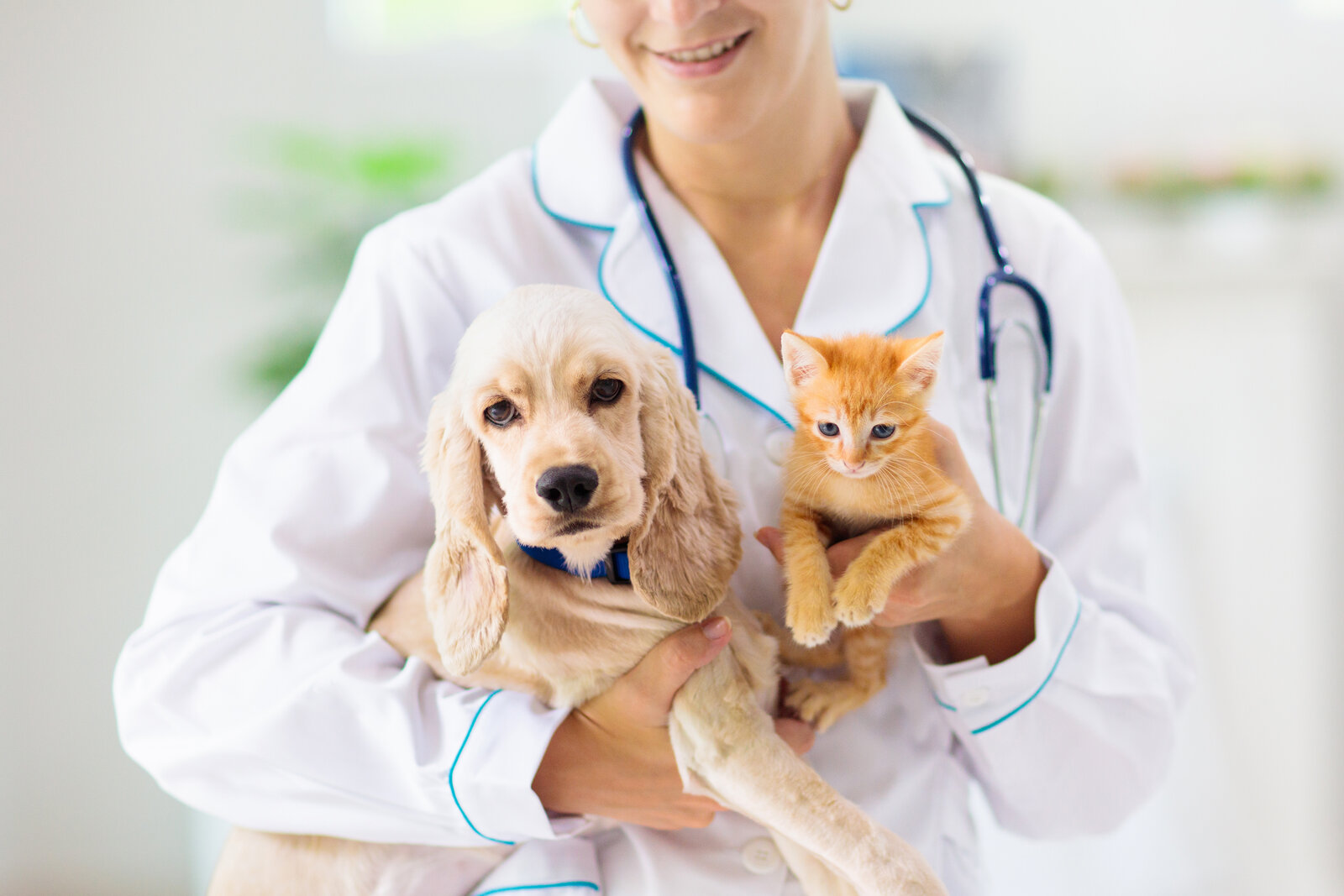 Veterinary professional examining a pet